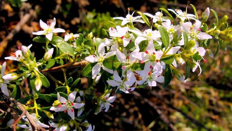 Foglie buk in cistolax