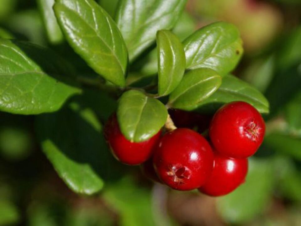 Mirtillo rosso per la cistite nelle donne